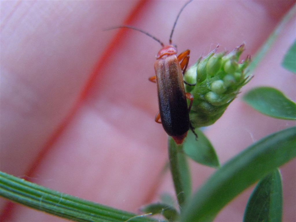 Rhagonycha fulva?